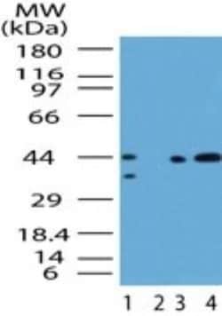 Smad3 Antibody, Novus Biologicals:Antibodies:Primary Antibodies