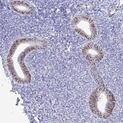 Smad5 Antibody, Novus Biologicals 0.1mL; Unlabeled:Antibodies, Polyclonal