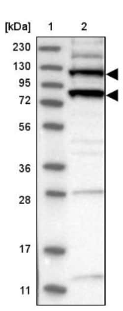SmarcAL1 Antibody, Novus Biologicals 25 &mu;L, Unlabeled:Antibodies, Polyclonal