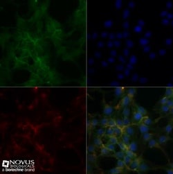 Sodium Potassium ATPase Alpha 1 Antibody (464.6), Novus Biologicals:Antibodies:Primary
