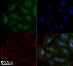 Sodium Potassium ATPase Alpha 1 Antibody (464.6), Novus Biologicals:Antibodies:Primary