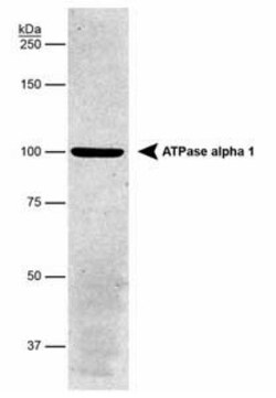 Sodium Potassium ATPase Alpha 1 Antibody (464.6), Novus Biologicals:Antibodies:Primary