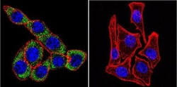Sodium Potassium ATPase Alpha 3 Antibody (XVIF9-G10) - BSA Free, Novus