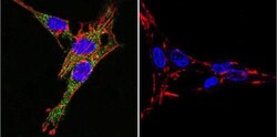 Sodium Potassium ATPase Alpha 3 Antibody (XVIF9-G10) - BSA Free, Novus