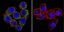 Sodium Potassium ATPase Alpha 3 Antibody (XVIF9-G10) - BSA Free, Novus