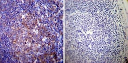 Sodium Potassium ATPase Alpha 3 Antibody (XVIF9-G10) - BSA Free, Novus