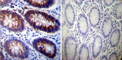 Sodium Potassium ATPase Alpha 3 Antibody (XVIF9-G10) - BSA Free, Novus