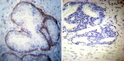 Sodium Potassium ATPase Alpha 3 Antibody (XVIF9-G10) - BSA Free, Novus