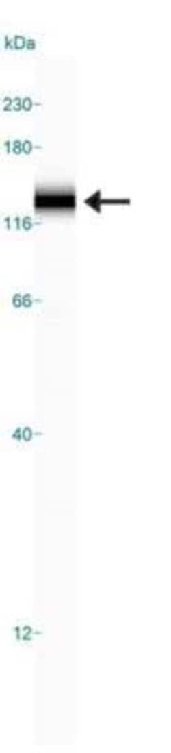 Sodium Potassium ATPase Alpha 3 Antibody (XVIF9-G10) - BSA Free, Novus