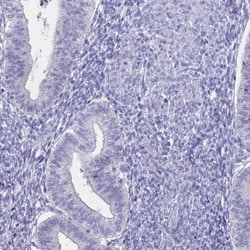 Sodium Potassium ATPase Alpha 3 Antibody, Novus Biologicals 0.1mL; Unlabeled:Antibodies,