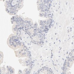 Spectrin beta 1 Antibody, Novus Biologicals 0.1mL; Unlabeled:Antibodies,