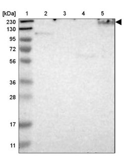 Spectrin beta 2 Antibody, Novus Biologicals:Antibodies:Primary Antibodies
