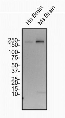 Spectrin beta 3 Antibody (1287A) - Azide and BSA Free, Novus Biologicals 0.025 mg | Buy Online | Novus Biologicals | Fisher Scientific
