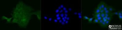 Spectrin beta 3 Antibody (3B1NB) - Azide Free, Novus Biologicals 0.1mg;