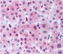 Spectrin beta 3 Antibody, Novus Biologicals:Antibodies:Primary Antibodies
