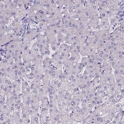 Sperm Flagellar 2 Antibody, Novus Biologicals 0.1mL; Unlabeled:Antibodies,