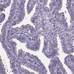 Sperm Flagellar 2 Antibody, Novus Biologicals 25 &mu;L, Unlabeled:Antibodies,