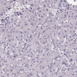 Sperm Flagellar 2 Antibody, Novus Biologicals 25 &mu;L, Unlabeled:Antibodies,