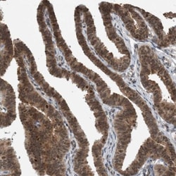 Sperm-associated antigen 7 Antibody, Novus Biologicals 25 &mu;L; Unlabeled:Antibodies,