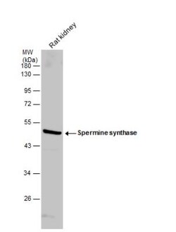 Spermine synthase Antibody, Novus Biologicals 0.1mL; Unlabeled:Antibodies,