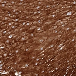 Sphingomyelin synthase 1 Antibody, Novus Biologicals:Antibodies:Primary