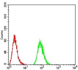 Sphingosine Kinase 2/SPHK2 Antibody (3C8D3) - BSA Free, Novus Biologicals:Antibodies:Primary