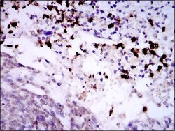 Spi-B Antibody (4G5), Novus Biologicals:Antibodies:Primary Antibodies