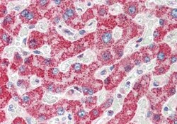 Spinesin Antibody, Novus Biologicals 0.1mg; Unlabeled:Antibodies, Polyclonal