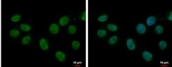 Splicing Factor 1 Antibody, Novus Biologicals 0.1mL; Unlabeled:Antibodies,