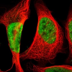 Splicing factor, arginine/serine-rich 11 Antibody, Novus Biologicals:Antibodies:Primary