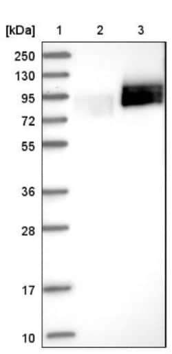 Splicing factor, arginine/serine-rich 11 Antibody, Novus Biologicals:Antibodies:Primary
