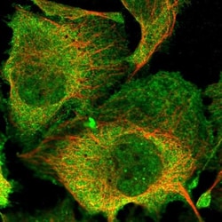 Spt6 Antibody, Novus Biologicals 0.1mL; Unlabeled:Antibodies, Polyclonal
