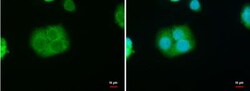 StAR Antibody, Novus Biologicals 0.1mg; Unlabeled:Antibodies, Polyclonal
