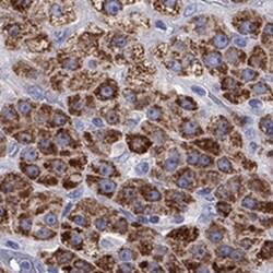 StAR Antibody, Novus Biologicals:Antibodies:Primary Antibodies