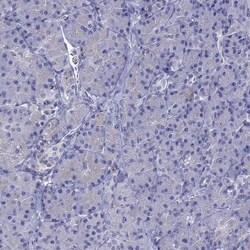 StAR Antibody, Novus Biologicals 25 &mu;L; Unlabeled:Antibodies, Polyclonal