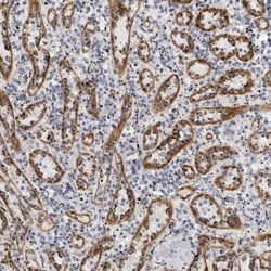 Stabilin-2 Antibody, Novus Biologicals 0.1mL; Unlabeled:Antibodies, Polyclonal