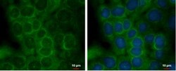 Staufen Antibody, Novus Biologicals 0.1mL; Unlabeled:Antibodies, Polyclonal
