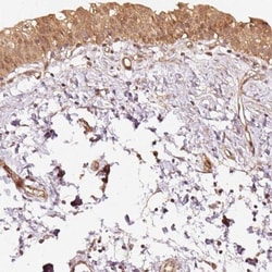 Staufen Antibody, Novus Biologicals 0.1mL; Unlabeled:Antibodies, Polyclonal