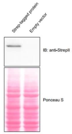 Strep II Tag Antibody (517), Novus Biologicals 0.1mL; Unlabeled:Antibodies,