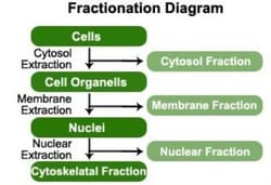 Novus Biologicals Subcellular Protein Fractionation Kit 50 Assays | Buy Online | Novus Biologicals&trade; | Fisher Scientific
