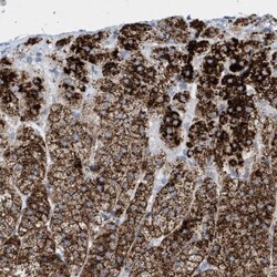 Sulfamidase/SGSH Antibody, Novus Biologicals 0.1mL; Unlabeled:Antibodies,