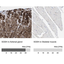 Sulfamidase/SGSH Antibody, Novus Biologicals 0.1mL; Unlabeled:Antibodies,