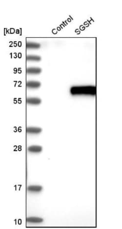 Sulfamidase/SGSH Antibody, Novus Biologicals 25 &mu;L; Unlabeled:Antibodies,