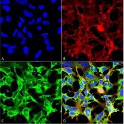 Sulfotyrosine Antibody (7C5), Novus Biologicals 100&mu;g; Unlabeled:Antibodies,