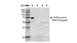 Sulfotyrosine Antibody (7C5), Novus Biologicals 100&mu;g; Unlabeled:Antibodies,