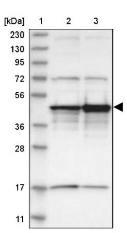 Surf6 Antibody, Novus Biologicals:Antibodies:Primary Antibodies