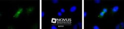 Survivin Antibody (60.11) - BSA Free, Novus Biologicals 0.1mL; Unlabeled:Antibodies,