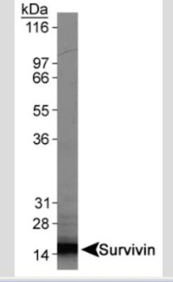 Survivin Antibody (60.11) - Unpurified, Novus Biologicals 0.1mL; Unlabeled:Antibodies,