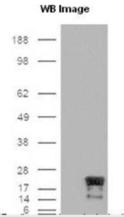 Survivin Antibody (60.11) - Unpurified, Novus Biologicals 0.1mL; Unlabeled:Antibodies,