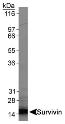 Survivin Antibody (60.11) - BSA Free, Novus Biologicals 0.1mL; Unlabeled:Antibodies,